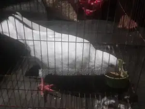 কবুতর বিক্রি হবে