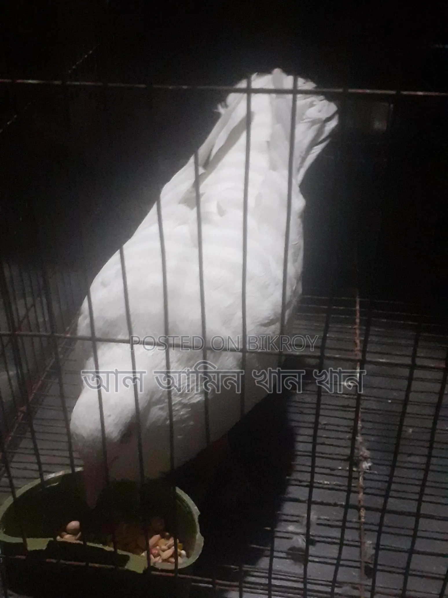 কবুতর বিক্রি হবে