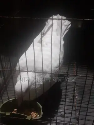 কবুতর বিক্রি হবে