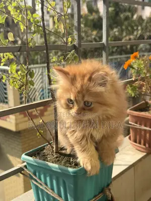 Cat Male