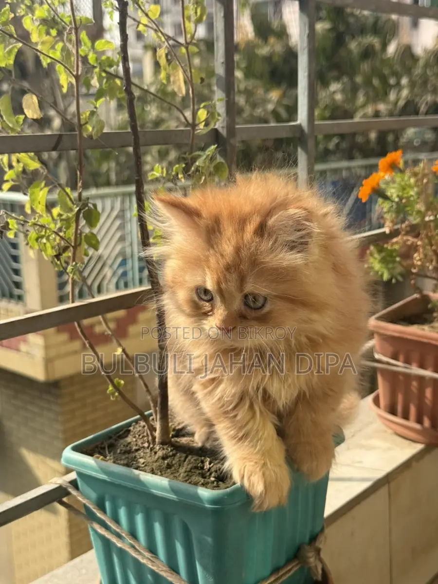 Cat Male