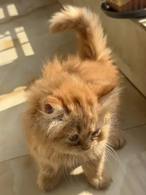 Cat Male