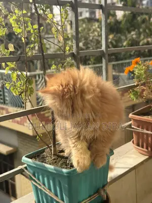 Male Cat
