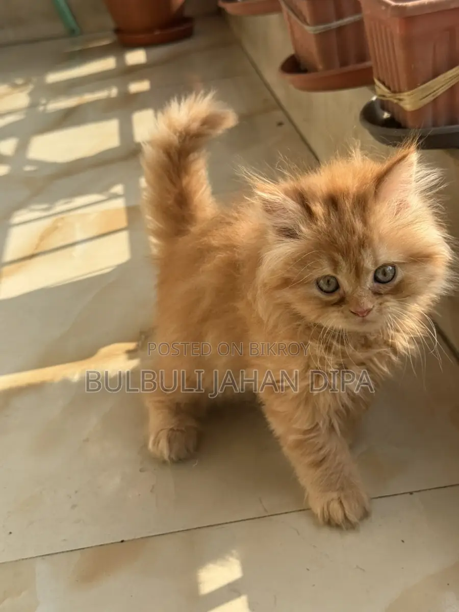Cat Male