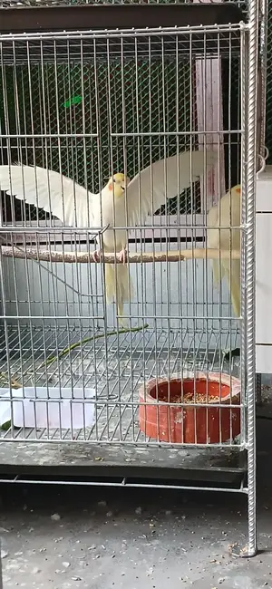 Running Cockatiel for Exchange