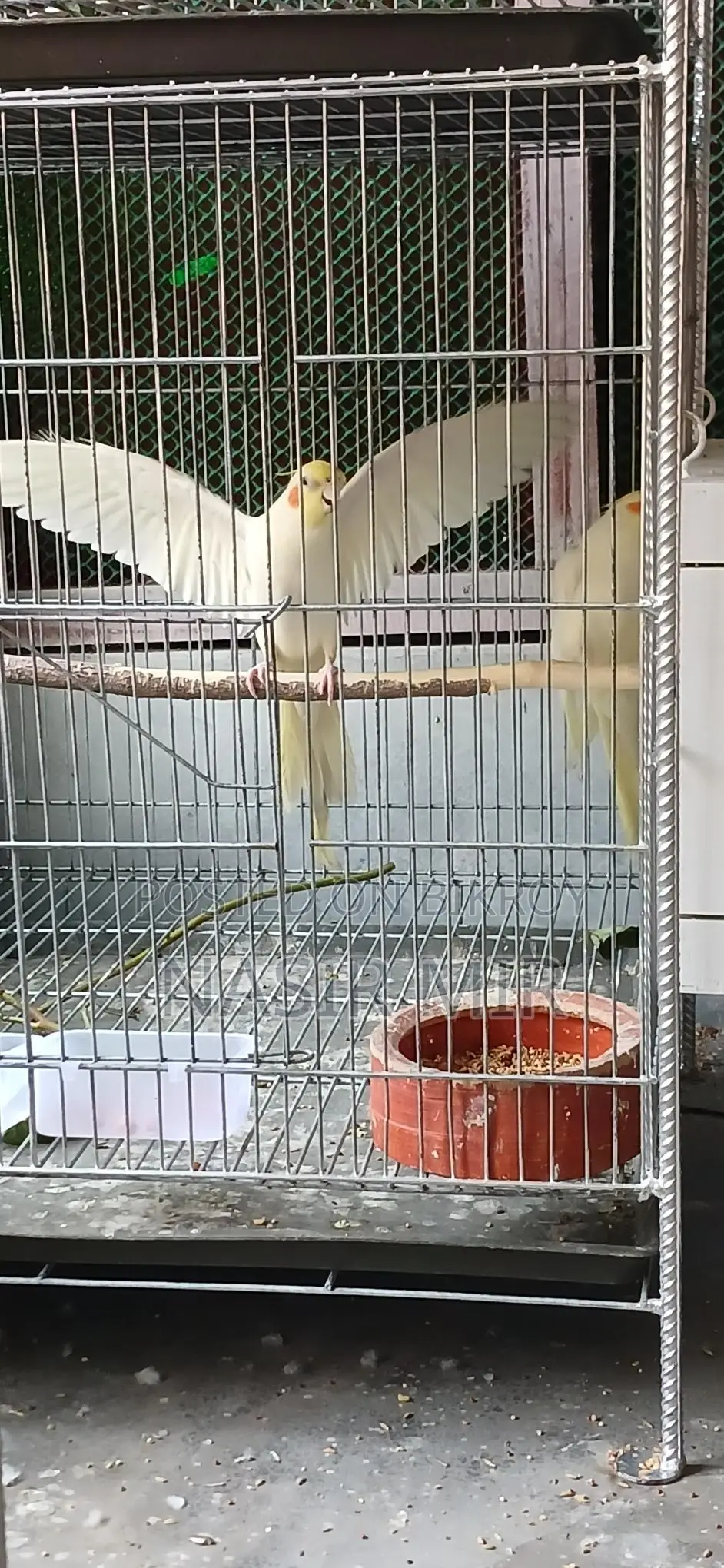 Running Cockatiel for Exchange
