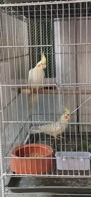 Running Cockatiel for Exchange