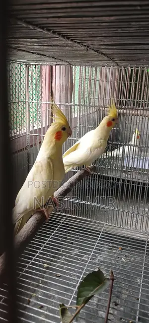 Running Cockatiel for Exchange