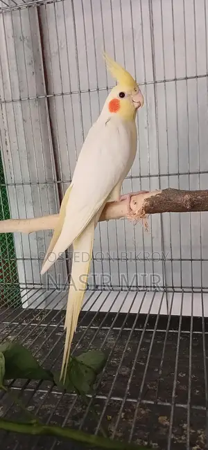 Running Cockatiel for Exchange