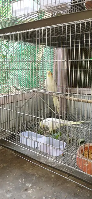 Running Cockatiel for Exchange