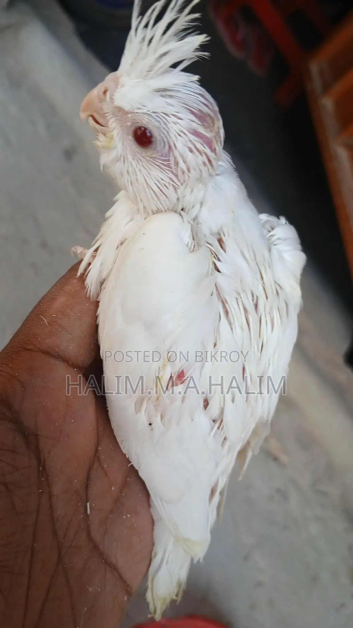 Cockatiel Tame Size Baby