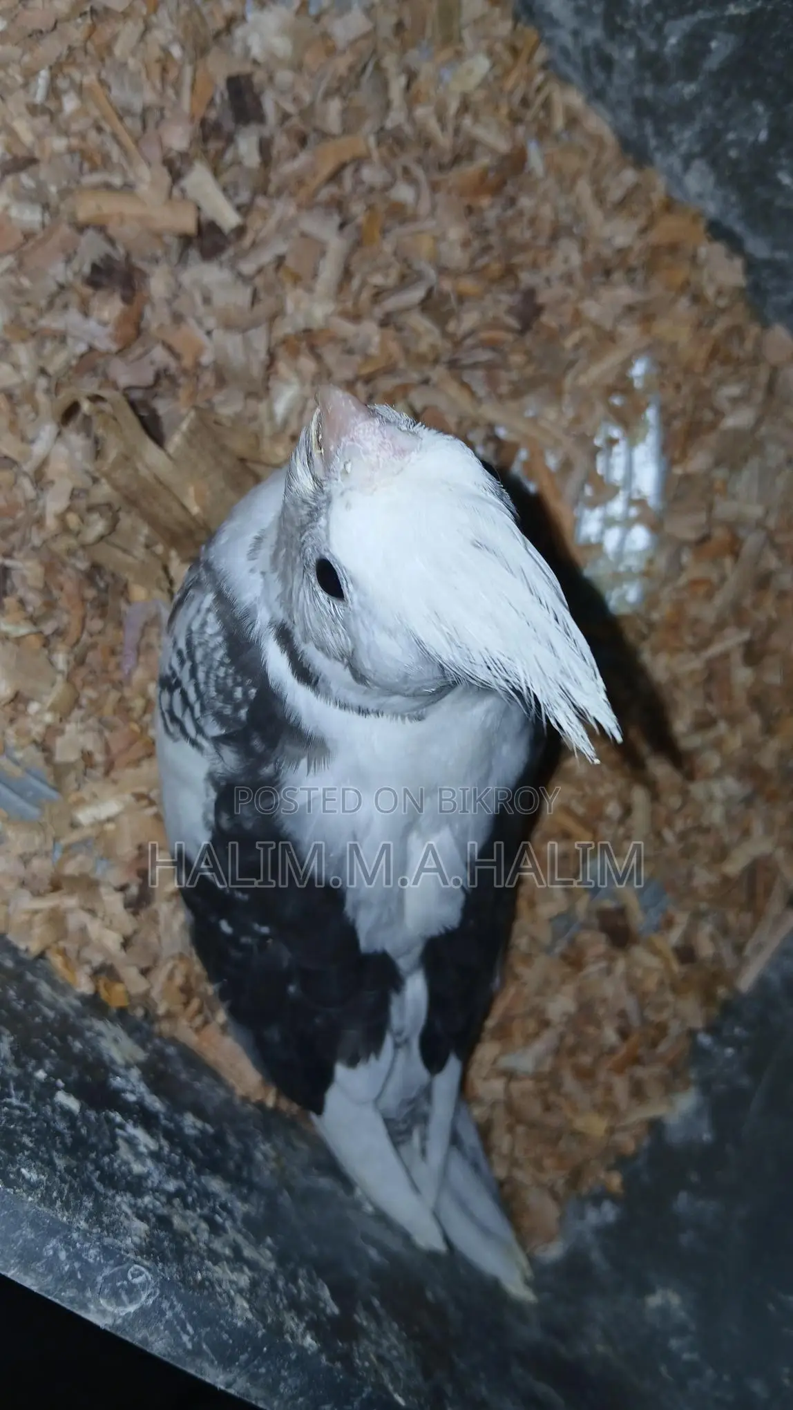 Cockatiel Tame Size Baby