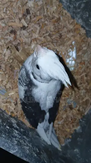 Cockatiel Tame Size Baby