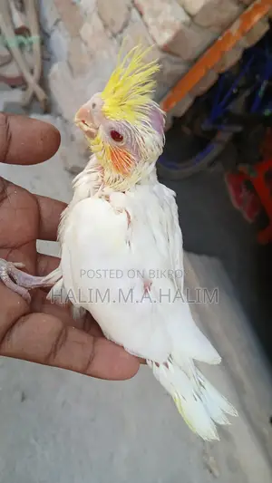 Cockatiel Tame Size Baby