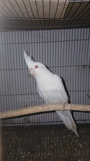Cockatiel Tame Size Baby
