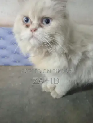 Original Persian Cat for Sell