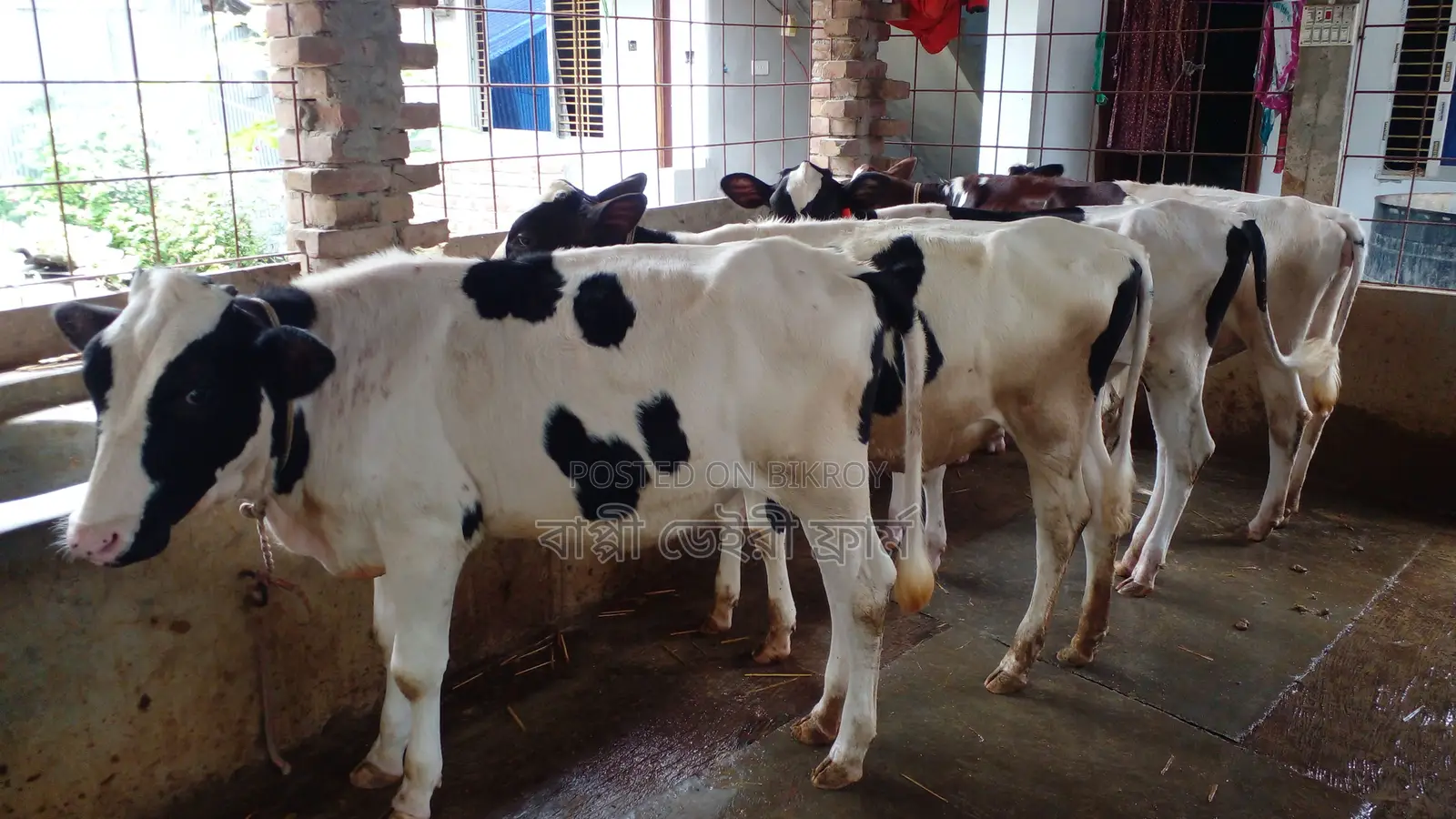 ৯৯৪নং ৪টি বকনা বাছুর বিক্রয় হবে ।
