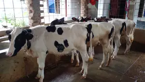 ৯৯৪নং ৪টি বকনা বাছুর বিক্রয় হবে ।