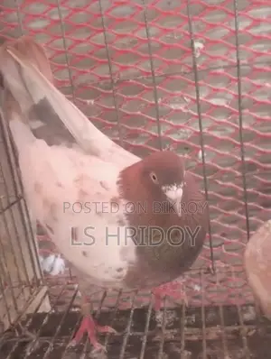 Pakistani High Flying Pigeon