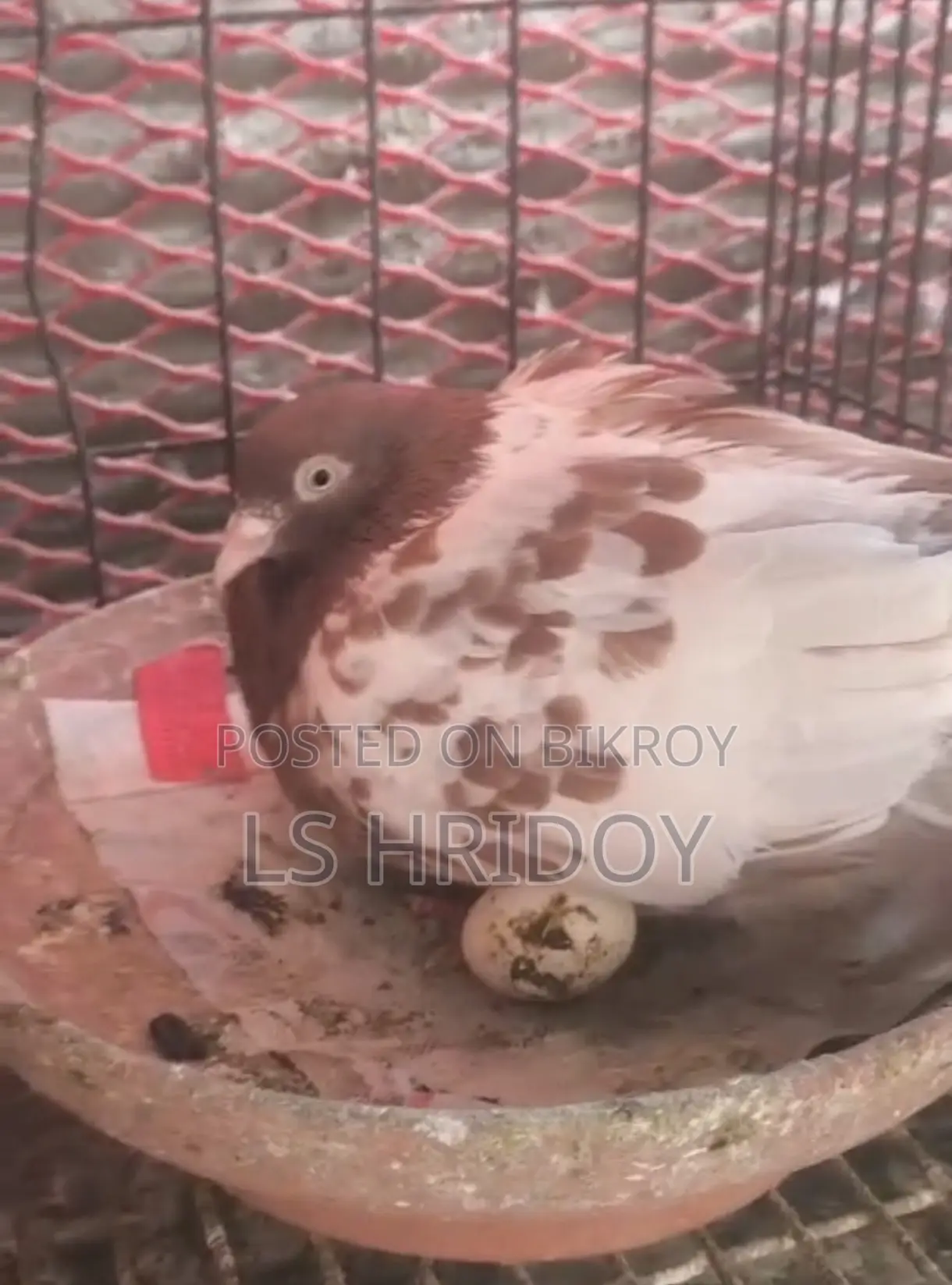 Pakistani High Flying Pigeon