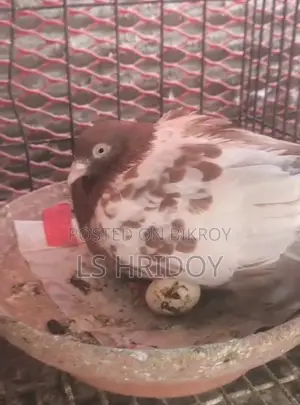 Pakistani High Flying Pigeon