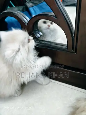 Pure Persian Cat for Sale