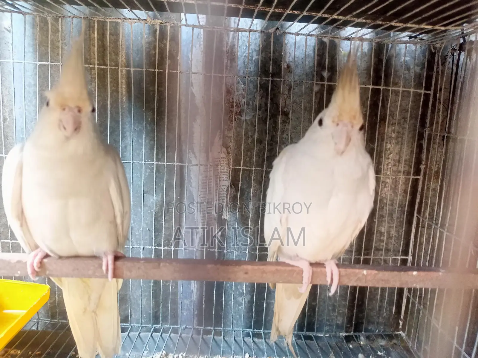 Albino Running Pair