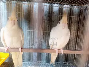 Albino Running Pair