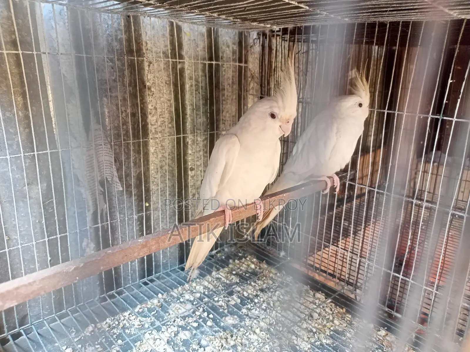 Albino Running Pair