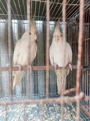 Albino Running Pair