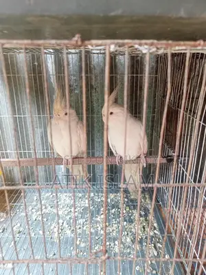 Albino Running Pair