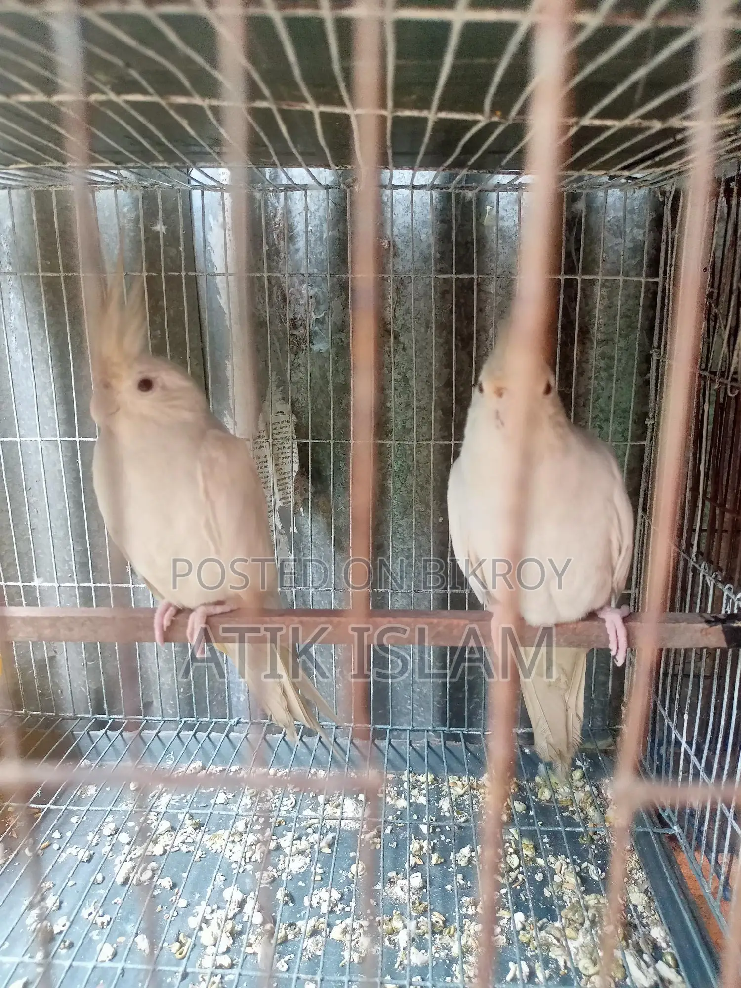 Albino Running Pair