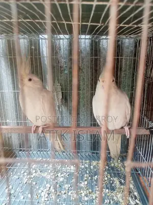 Albino Running Pair