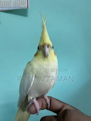 Lutino Cockatiel