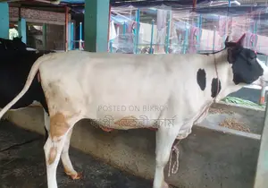 ৯৯১নং উন্নত জাতের বকনা বিক্রয় ।