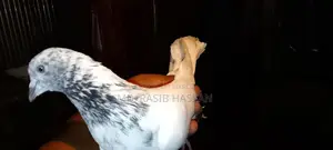 সিঙ্গেল গল্ডেন নর