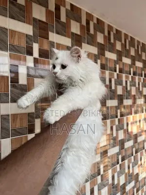 Persian Cat