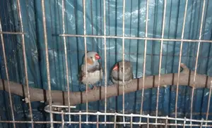 Finch Bird