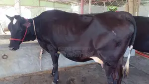 ৯৯২নং গাভী পোষার জন্য নিঃসন্ধেহে ভালো হবে।