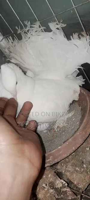 রানিং ডিম বাচ্চা করা কবুতর