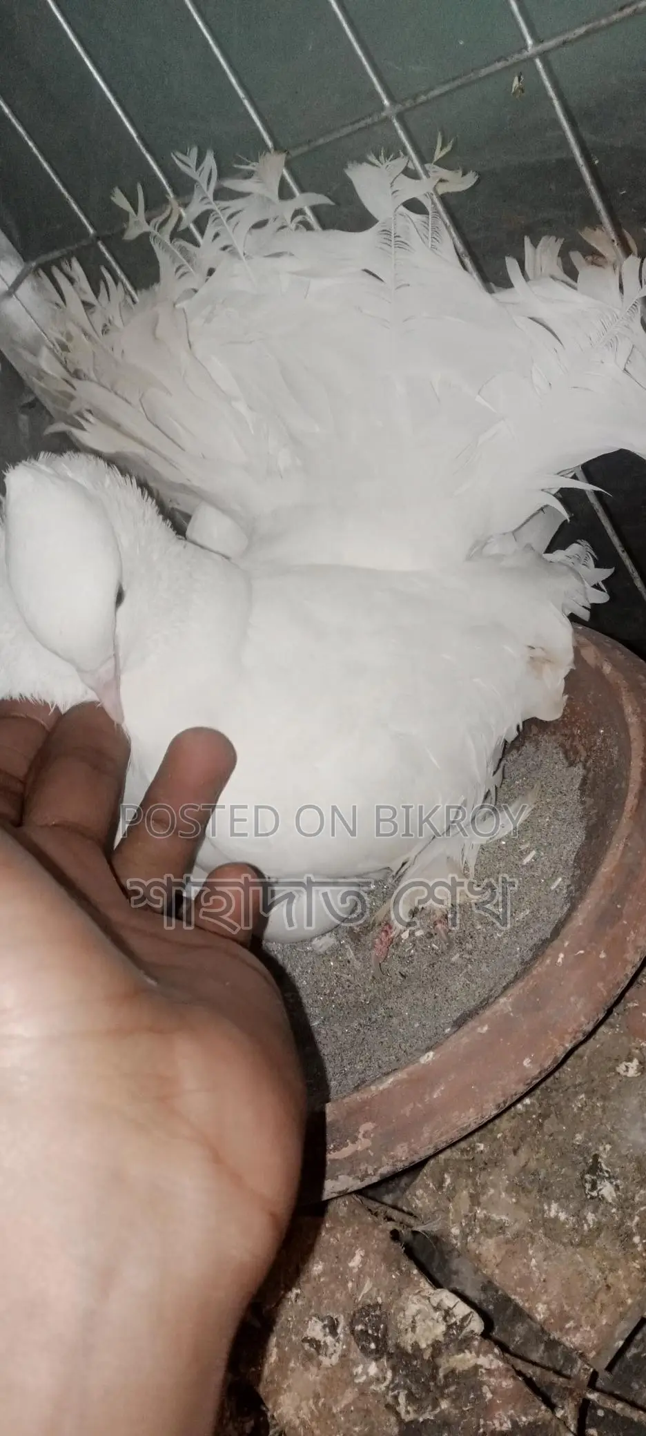 রানিং ডিম বাচ্চা করা কবুতর