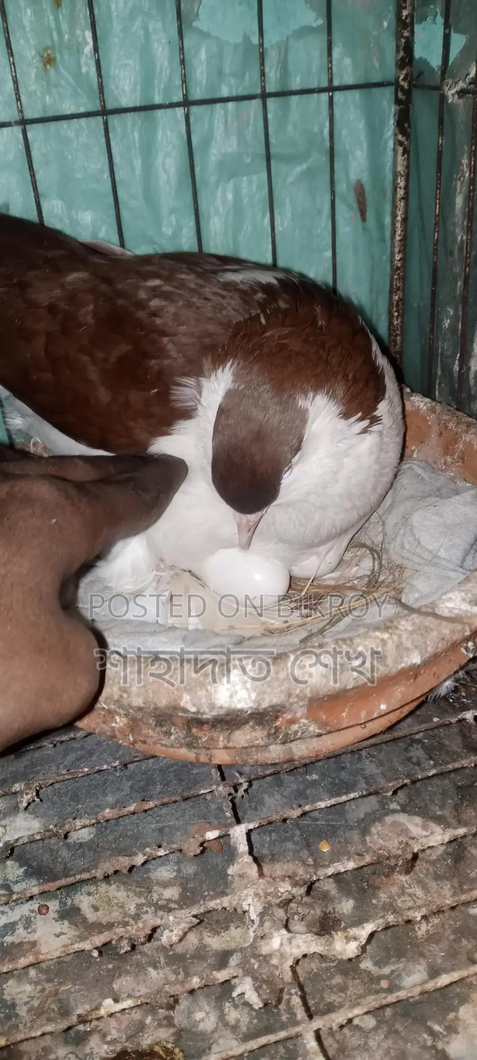 রানিং ডিম বাচ্চা করা কবুতর