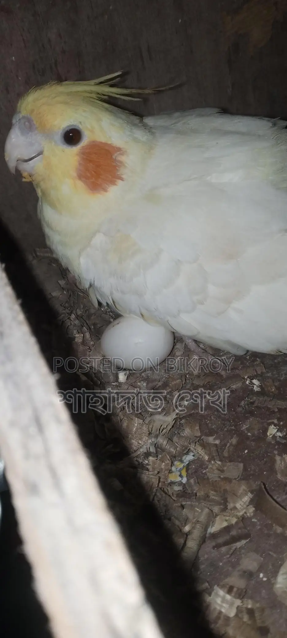রানিং ডিম বাচ্চা করা কবুতর