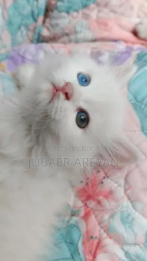 Pure Persian X Turkish Angora Baby