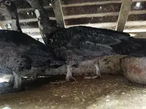 হাঁস বিক্রি