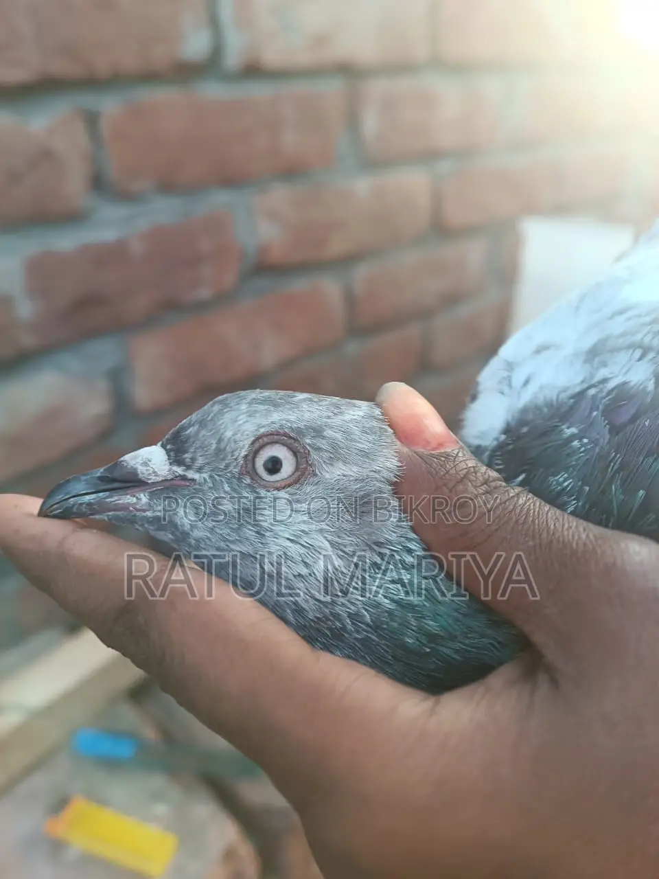 কবুতর,,