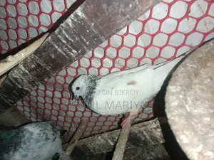 কবুতর,,