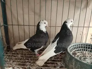Gorra Running Pair(গর্রা রানিং পেয়ার)