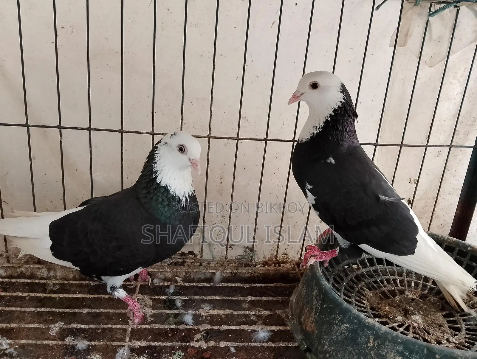 Gorra Running Pair(গর্রা রানিং পেয়ার)