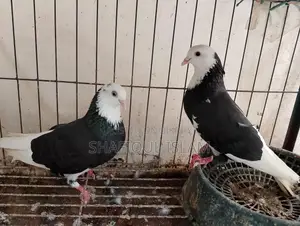 Gorra Running Pair(গর্রা রানিং পেয়ার)